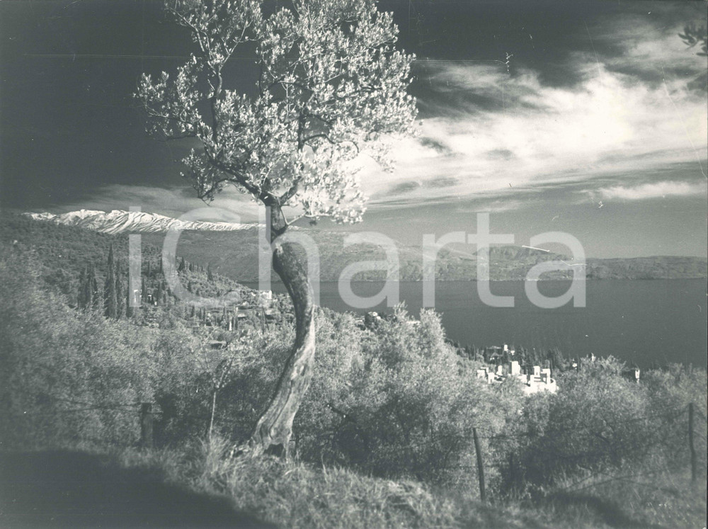 Fotografia d epoca originale 1960 ca LAGO DI GARDA  Veduta con albero Foto artistica Alberto SORLINI 40x30 1
