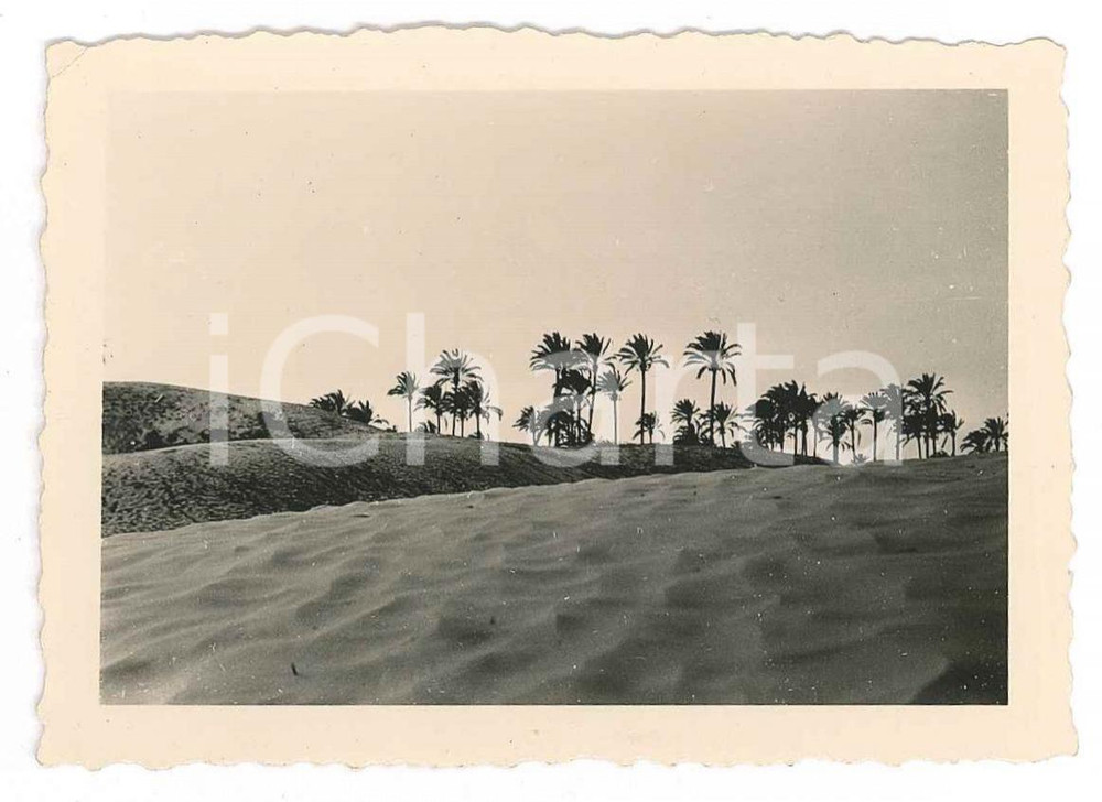 Fotografia d epoca originale 1935 ca TRIPOLI LIBIA ITALIANA Veduta dell oasi  Foto 9x7 cm 1
