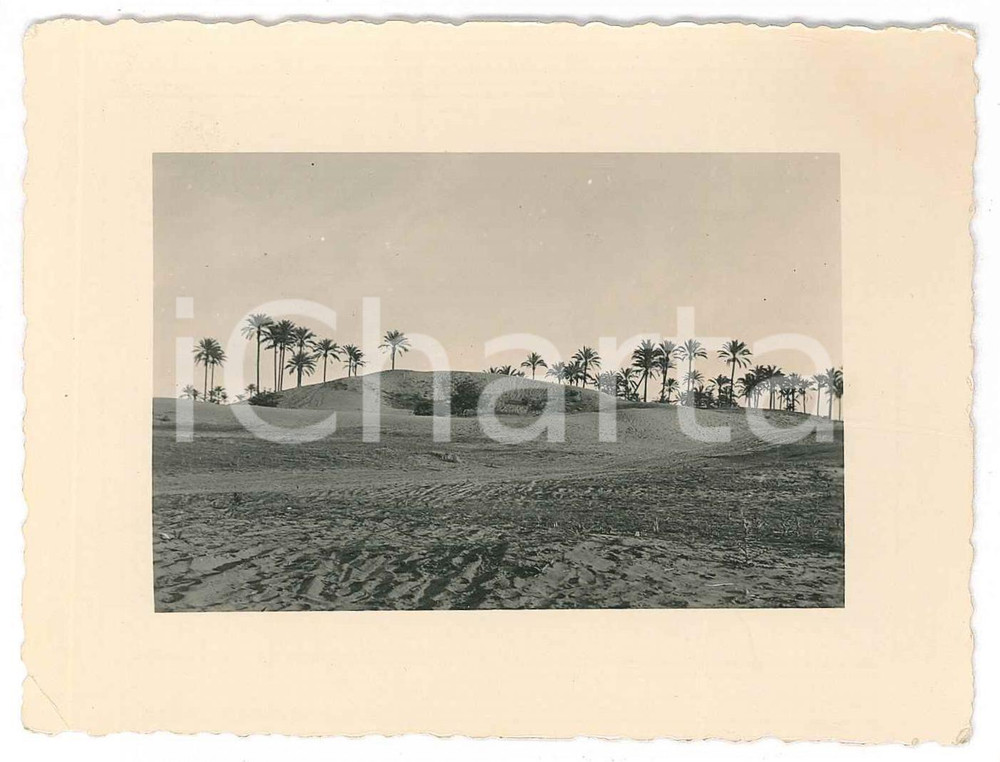 Fotografia d epoca originale 1935 ca TRIPOLI LIBIA ITALIANA Oasi  Veduta panoramica  Foto MUZI 11x9 cm 1