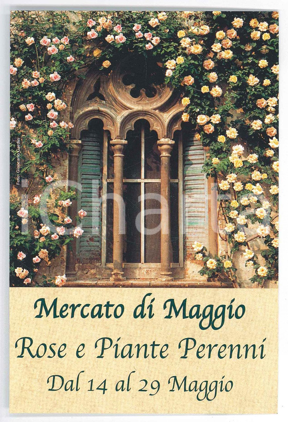 Cartolina originale da collezione 1995 ca CONCOREZZO Garden Mauro Mazzieri  Mercato di maggio  Rose  Cartolina 1