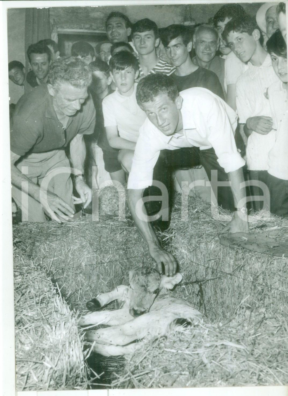 Fotografia d epoca originale 1966 GROPPELLO D ADDA Gianni MOTTA con il vitellino Maglia Rosa Foto 18x13 cm 1