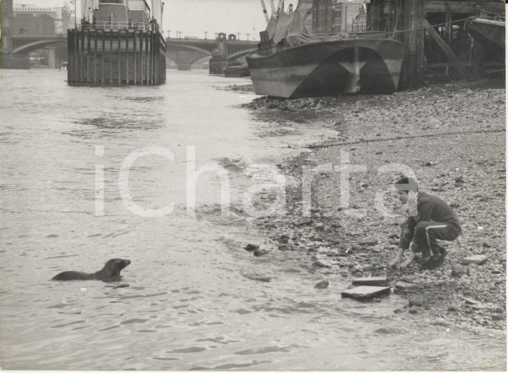 Fotografia d epoca originale 1960 LONDON Southwark Bridge  Circus man getting sealion Fritz to Thames bank 1