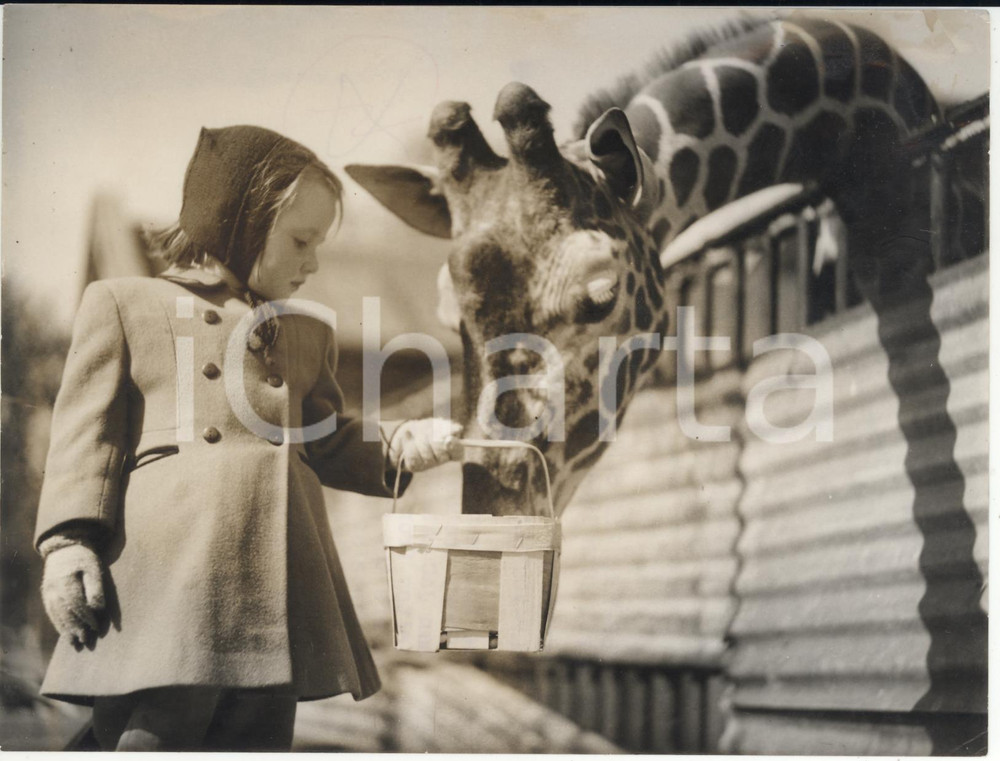 1954 LONDON ZOO - Jacqueline LEWIN nurturing the giraffe GOOFY  *Photo 20x15 cm