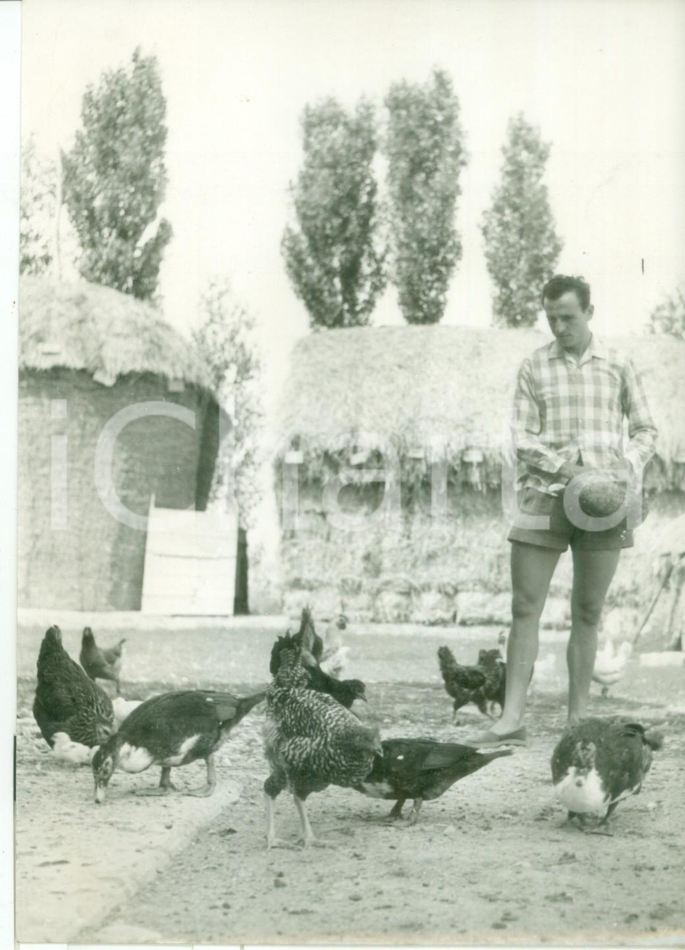 Fotografia d epoca originale 1960 ca VILLANOVA Ercole BALDINI nel suo podere nutre le galline Foto 13x18 1