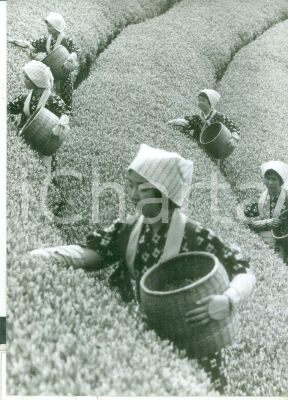 1971 JAPAN La tradizionale raccolta del tè (HACHIJU-HACHIYA) - Foto 13x18 cm