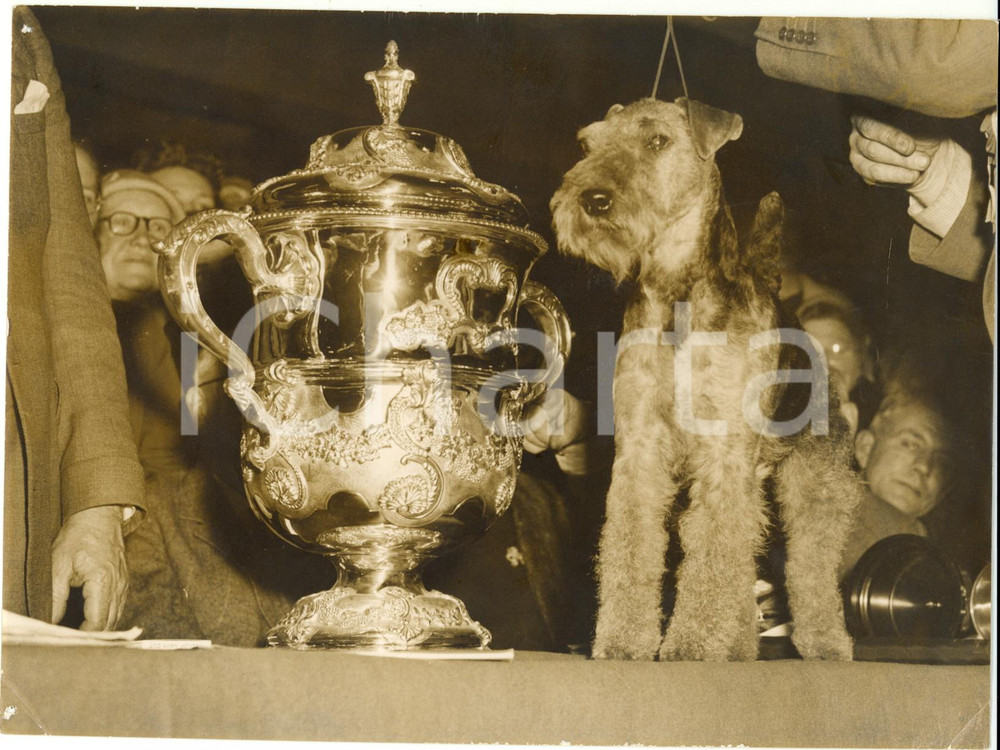 Fotografia d epoca originale 1959 LONDON Crufts Dog Show  Welsh terrier SANDSTORM SARACEN wins  Photo 20x15 1