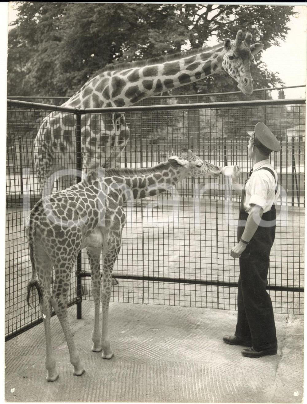 Fotografia d epoca originale 1959 BRISTOL ZOO  Giraffe JUDY admiring her puppy feeding by Gerd ZELLMER Photo 1