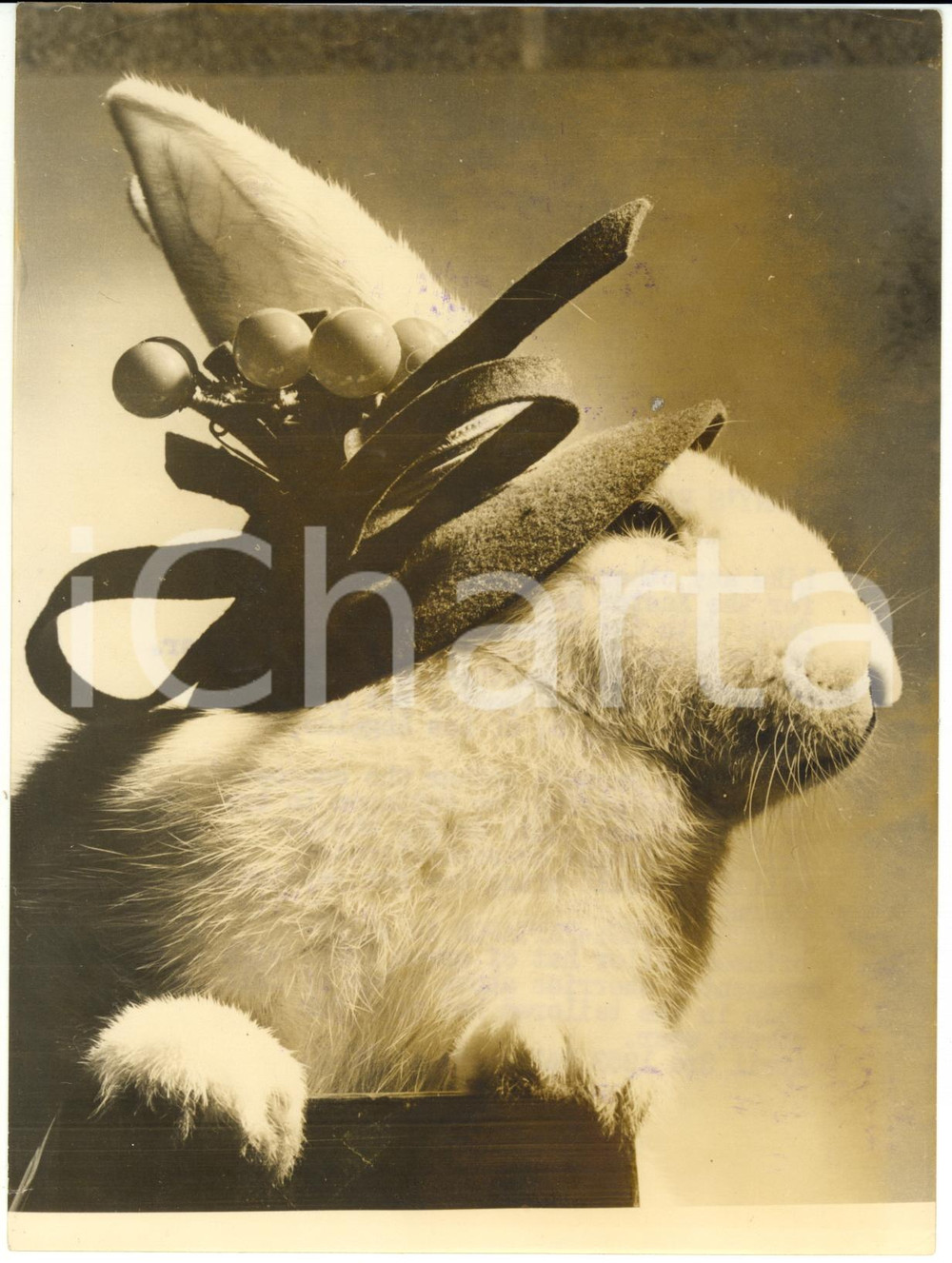 Fotografia d epoca originale 1953 NEW ZEALAND White rabbit PATTAPON in stiffbrimmed hat of felt  Photo 1