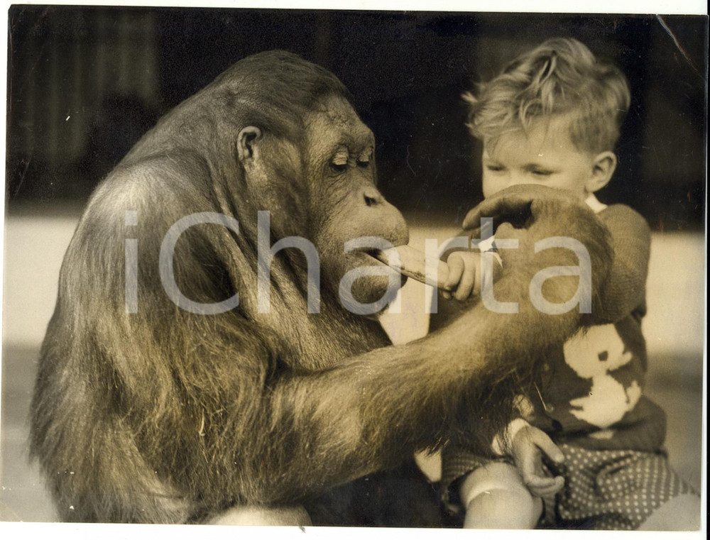 Fotografia d epoca originale 1953 LONDON ZOO  JIGGS the orangutan eating a banana with little Paul McCLYMONT 1