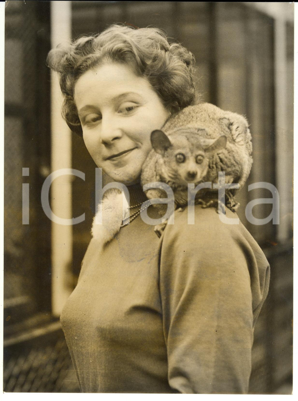 Fotografia d epoca originale 1955 LONDON ZOO  Tessa BIRD with her affectionate african galago Photo 15x20 1