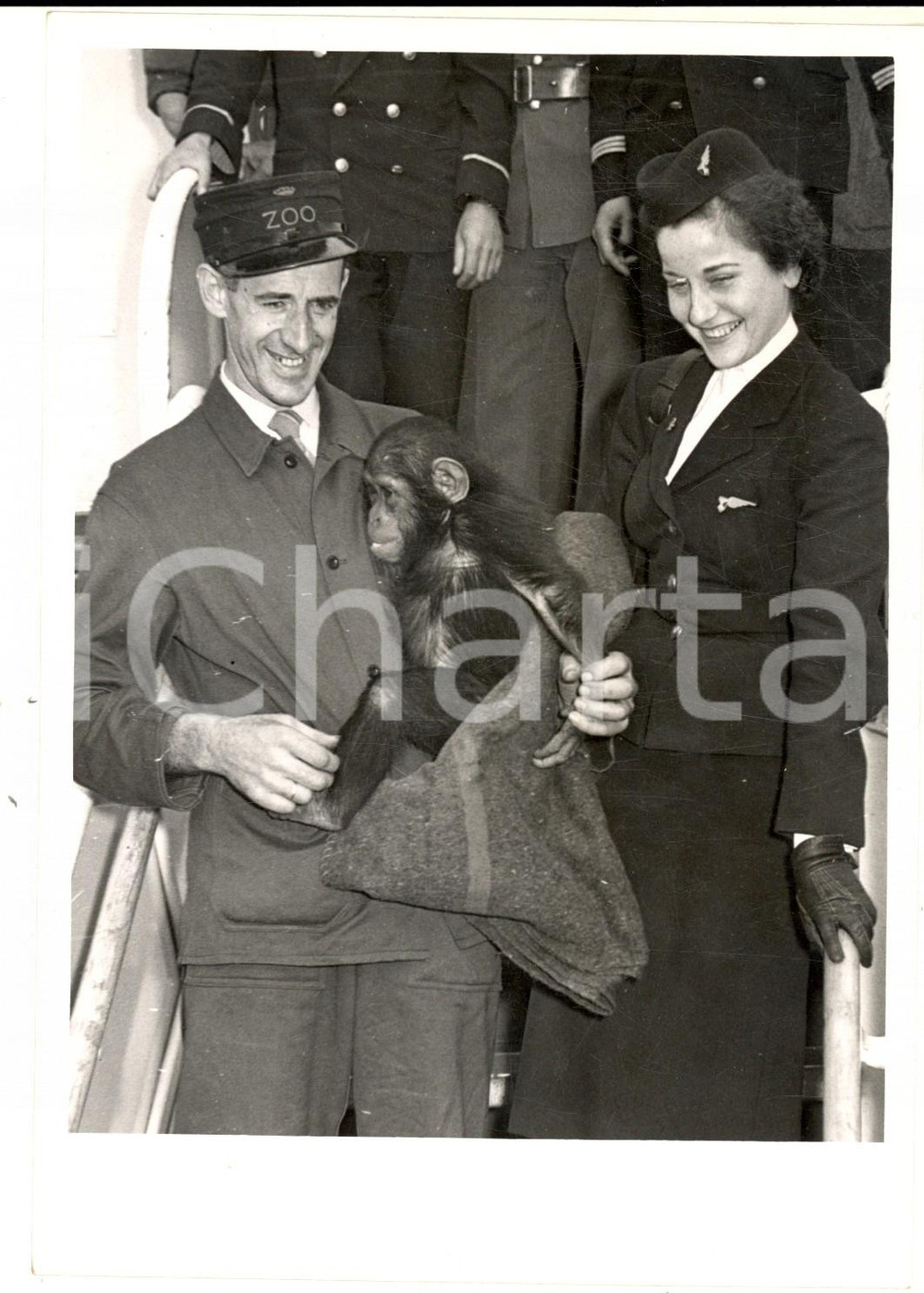 Fotografia d epoca originale 1960 ca MELSBROEK Arrivo dello scimpanzÃ© offerto in dono al Re del Belgio  Foto 1