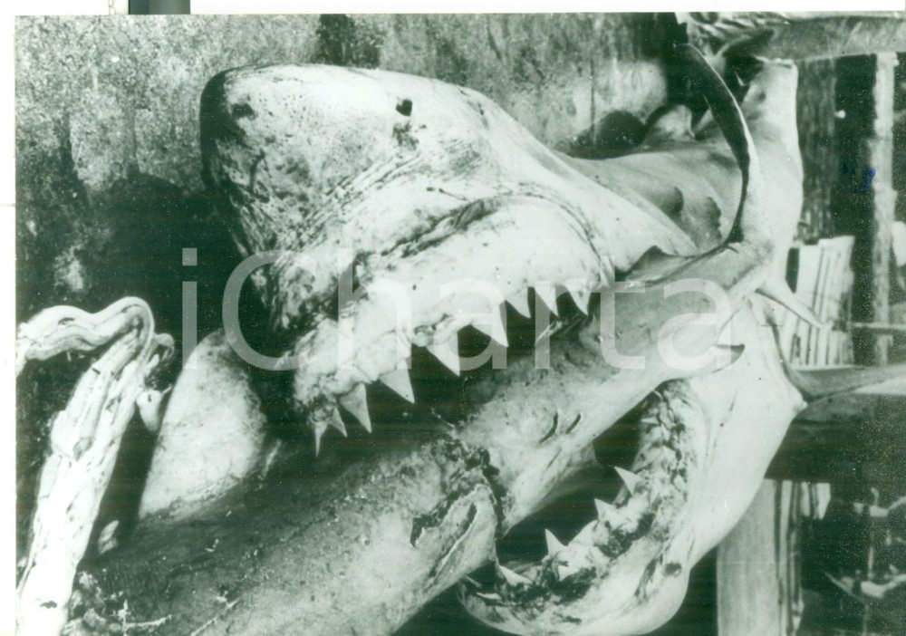 Fotografia d epoca originale 1960 ca AUSTRALIA Un grosso esemplare di squalo bianco con le fauci spalancate 1
