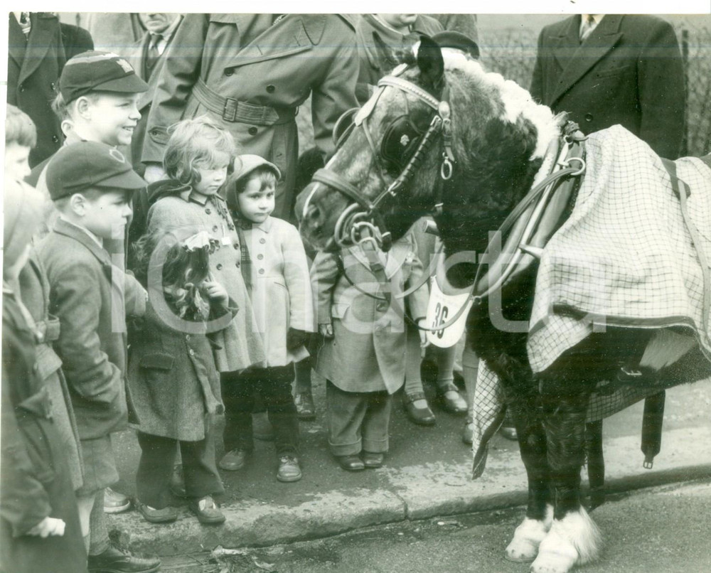 Fotografia d epoca originale 1953 LONDON Van Horse Parade  The winner pony Shirley admired by the children 1