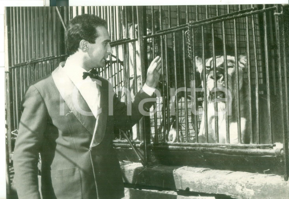 Fotografia d epoca originale 1959 ZOO DI NAPOLI Addestratore sorveglia il leone Theren in gabbia Foto 18x13 1