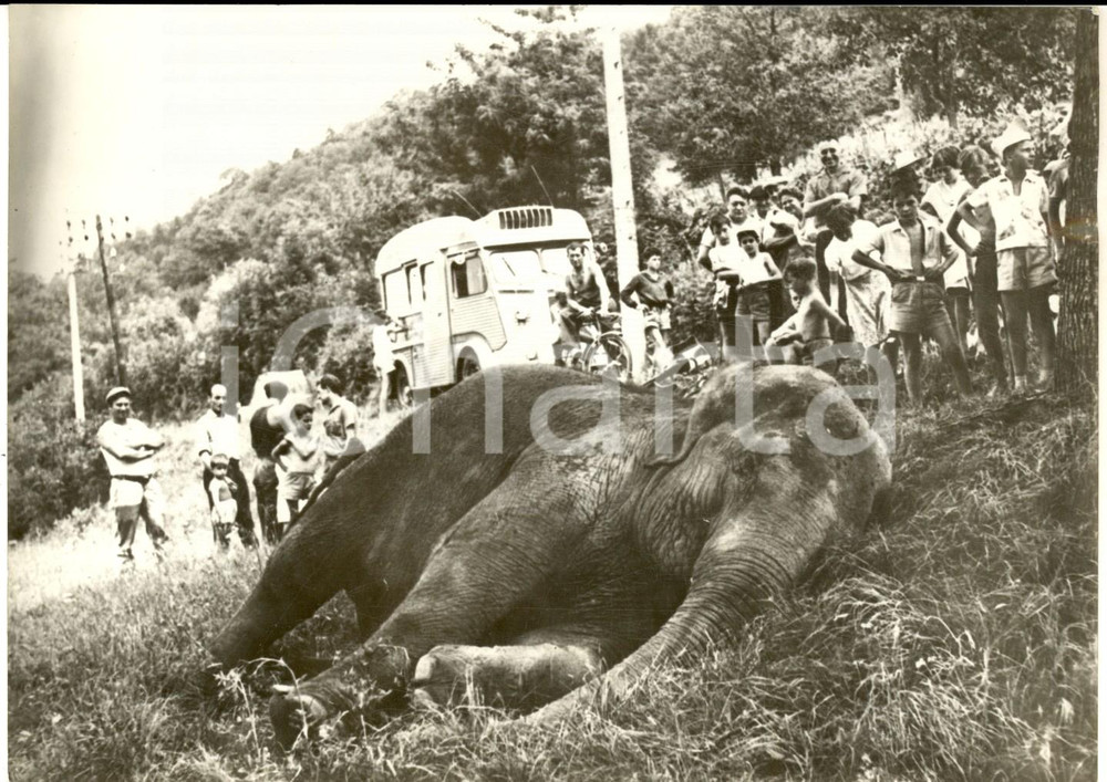 Fotografia d epoca originale 1959 MONTMELIANLA ROCHETTE Elefante JUMBO stremato sulla via delle Alpi Foto 1
