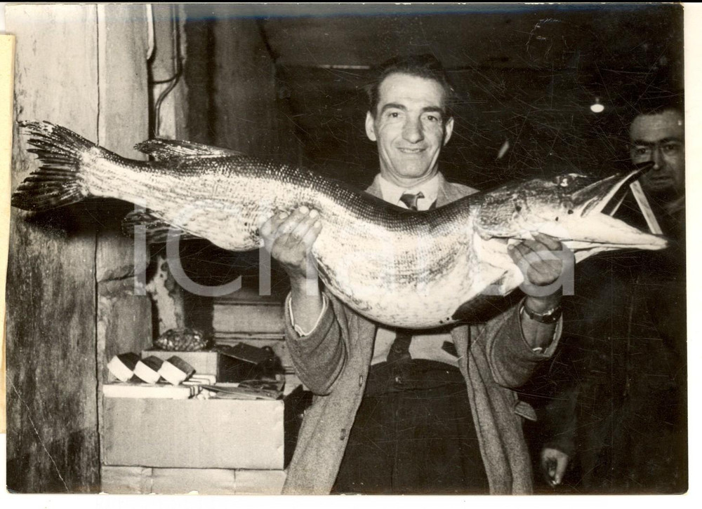 Fotografia d epoca originale 1955 PONTARLIER PÃªcheurs ZUCCONI avec un brochet Ã©NORME du Lac de SAINTPOINT 1