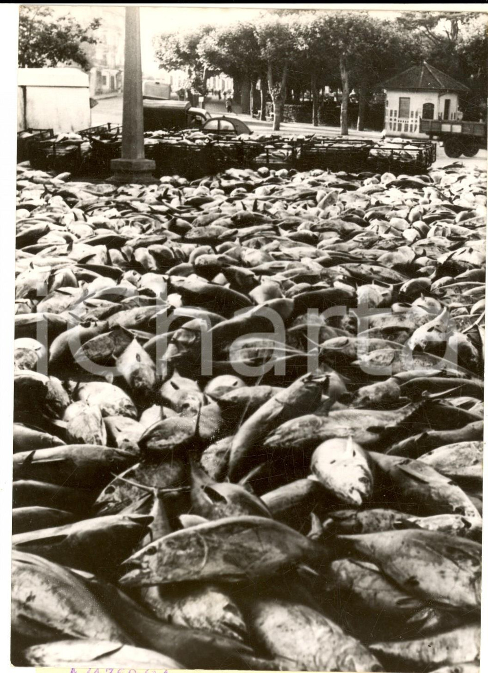 Fotografia d epoca originale 1954 SAINJEANDELUZ FRANCE Une pÃªche du thon miraculeuse Photo 13x18 1