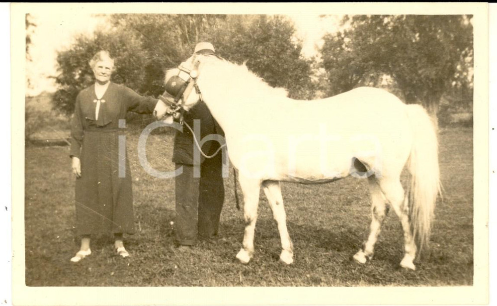 Fotografia d epoca originale 1930 ca GERMANY Ritratto di anziana donna con cavallo bianco  Foto VINTAGE 1