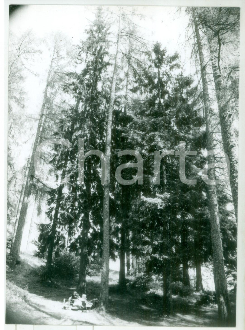 Fotografia d epoca originale 1982 STATALE del TONALE e della MENDOLA  Bosco di abeti sul monte Penegal Foto 1