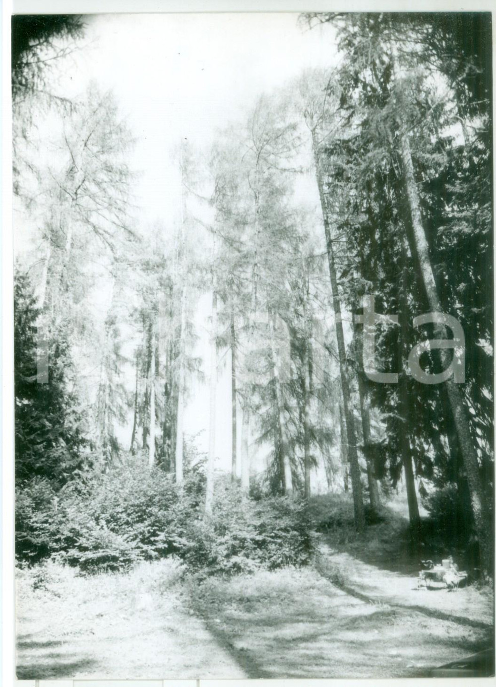 Fotografia d epoca originale 1982 STATALE del TONALE e della MENDOLA  Foresta sul monte Penegal Foto 1