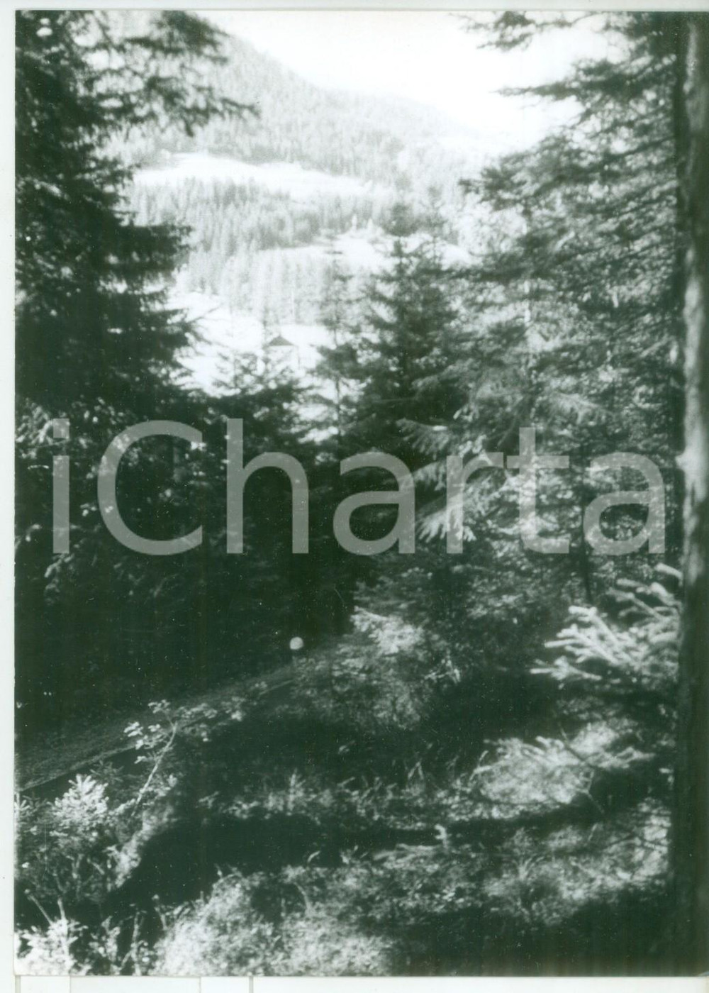 Fotografia d epoca originale 1982 VAL DI PENNES BZ Foresta di abeti  Fotografia vintage 13x18 cm 1