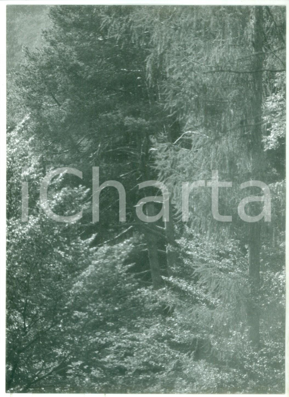 1982 Strada del TONALE e della MENDOLA - Foresta di abeti *Foto vintage 13x18 cm
