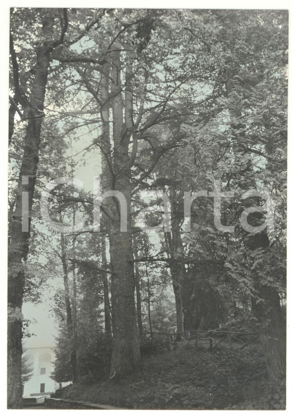 Fotografia d epoca originale 1981 CERTOSA DI PESIO Veduta del parco Foto VINTAGE 13x18 cm 1
