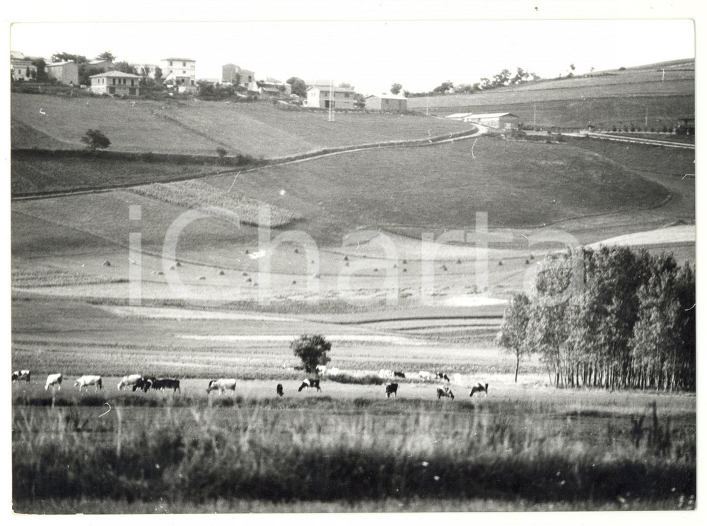 1977 COLFIORITO (PG) Bestiame al pascolo nella pianura *Foto ARTISTICA