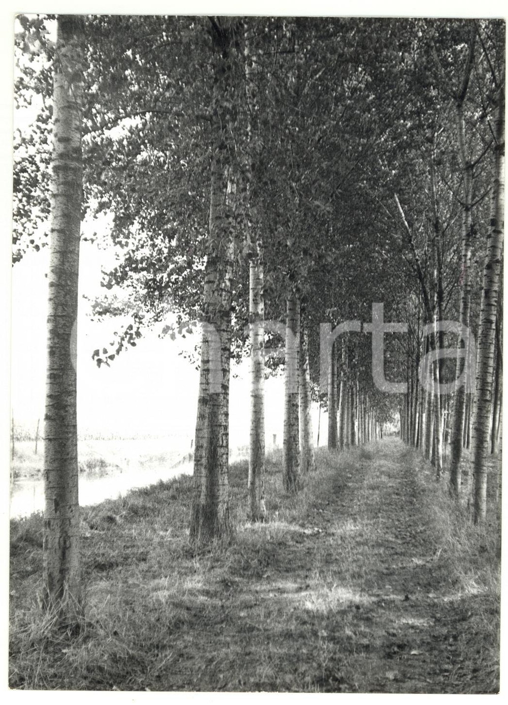 Fotografia d epoca originale 1973 Sentiero alberato per FERRARA  Fotografia ARTISTICA 13x18 cm 1