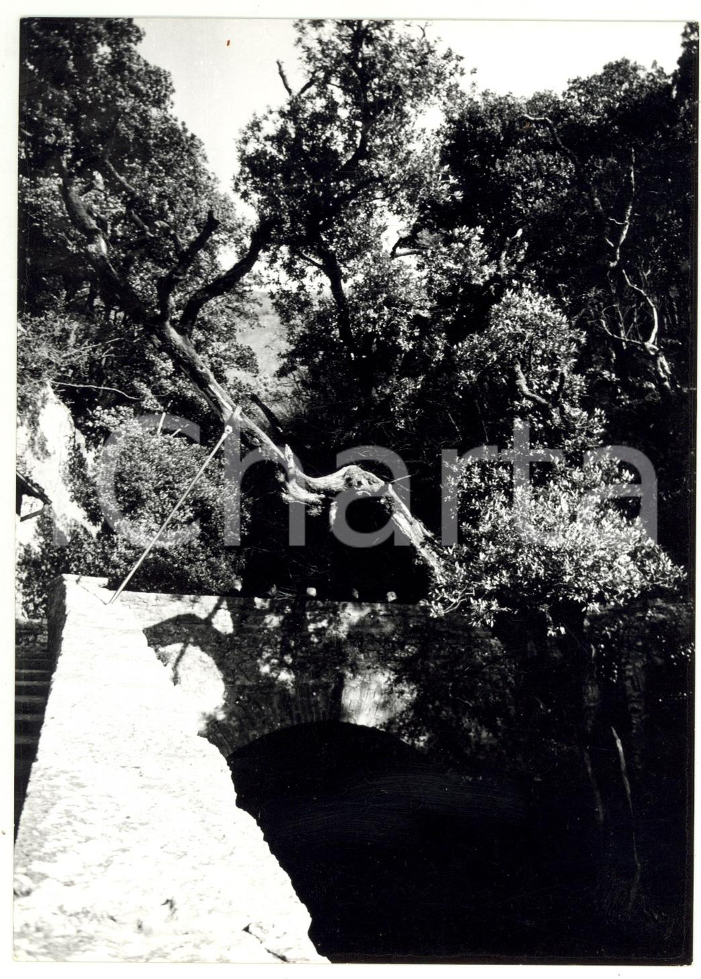 1977 ASSISI Eremo delle Carceri - Leccio secolare di San Francesco *Foto VINTAGE