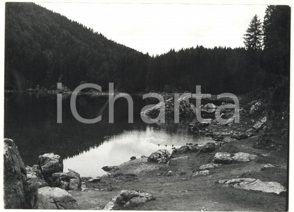 Fotografia d epoca originale 1979 TARVISIO UD Laghi di Fusine circondati da foreste di abeti Foto VINTAGE 1