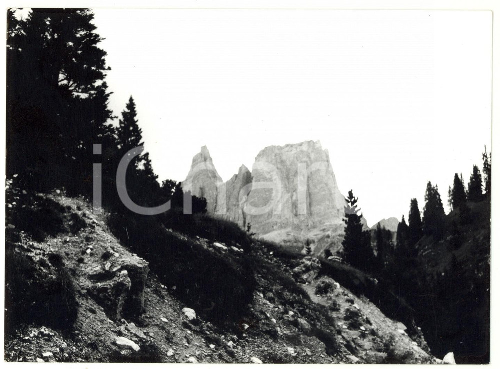 1979 PASSO TRE CROCI (BL) Scorcio del MONTE CRISTALLO tra gli abeti *Foto 18x13