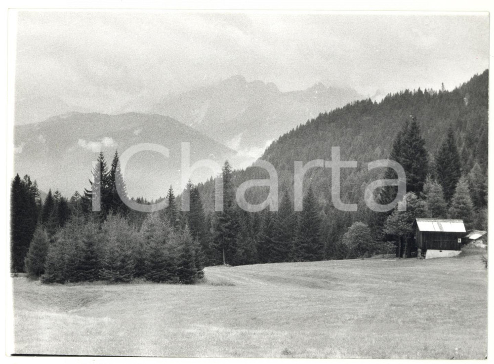 Fotografia d epoca originale 1979 LORENZAGO DI CADORE BL Foresta di larici e abeti Foto ARTISTICA 18x13 cm 1