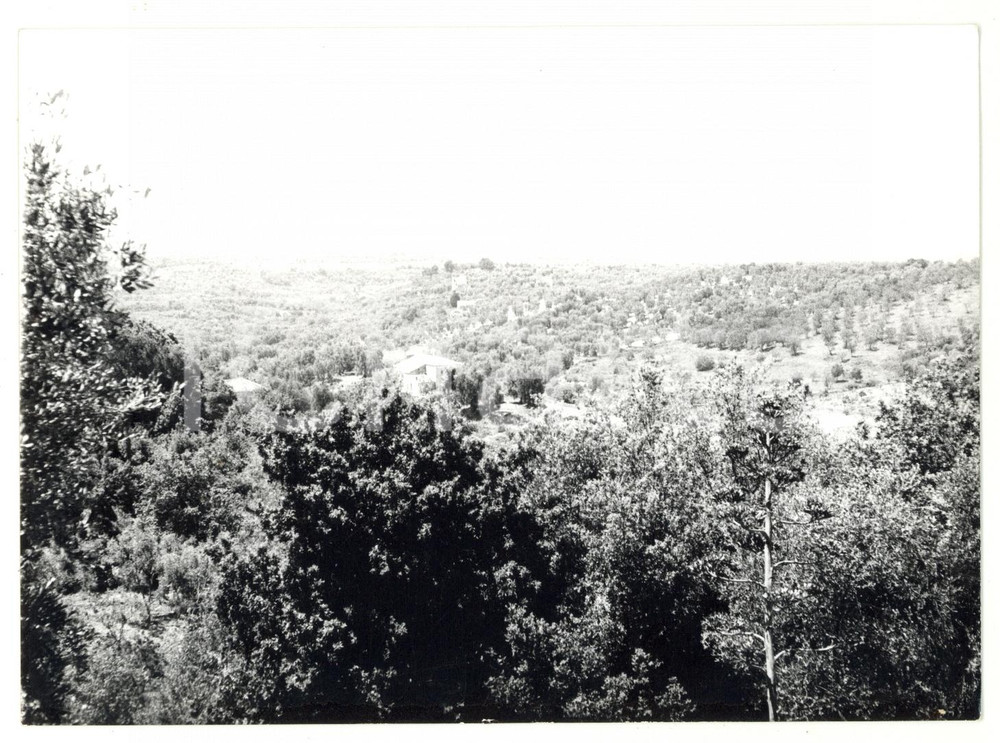 Fotografia d epoca originale 1979 LAGO DI VARANO FG Distesa di boschi  Fotografia VINTAGE 18x13 cm 1