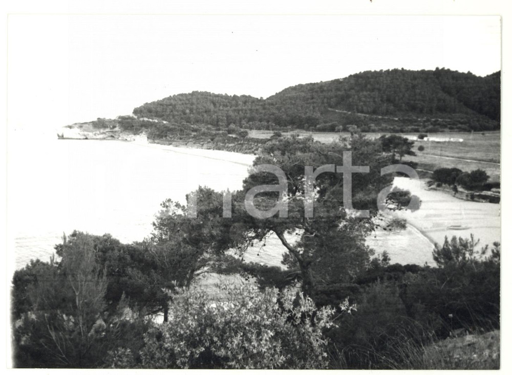 Fotografia d epoca originale 1979 BAIA DI CAMPI FG Distesa di boschi verso il mare  Foto VINTAGE 18x13 cm 1