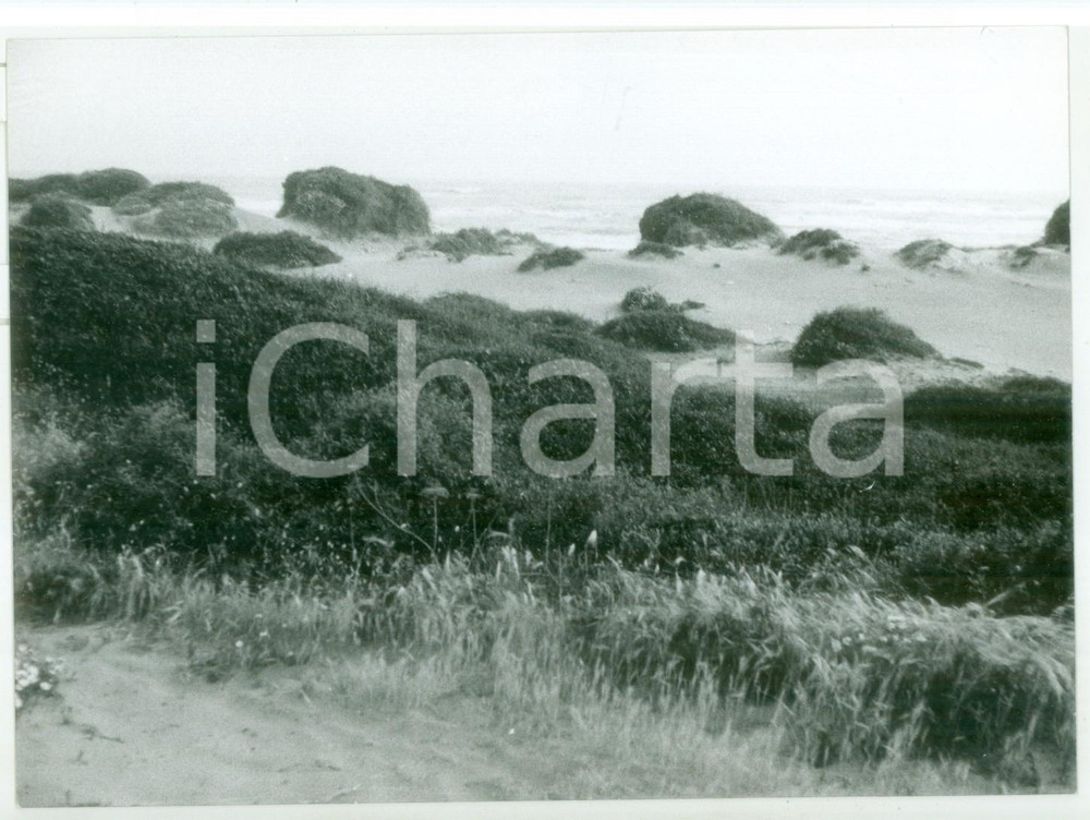 1981 LITORALE LAZIALE Vegetazione marittima *Fotografia VINTAGE 18x13 cm