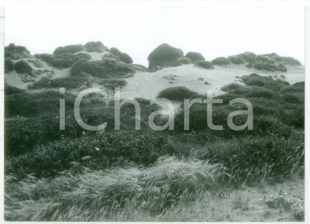 1981 LITORALE LAZIALE Veduta panoramica della spiaggia *Fotografia ARTISTICA