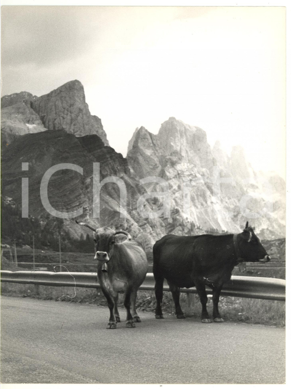 Fotografia d epoca originale 1979 PASSO ROLLE Vacche percorrono la strada Foto VINTAGE 18x24 1