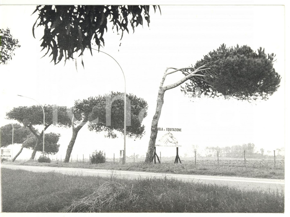 Fotografia d epoca originale 1979 MARINA DI TOR SAN LORENZO Cartello scuola di equitazione a LAVINIO Foto 1