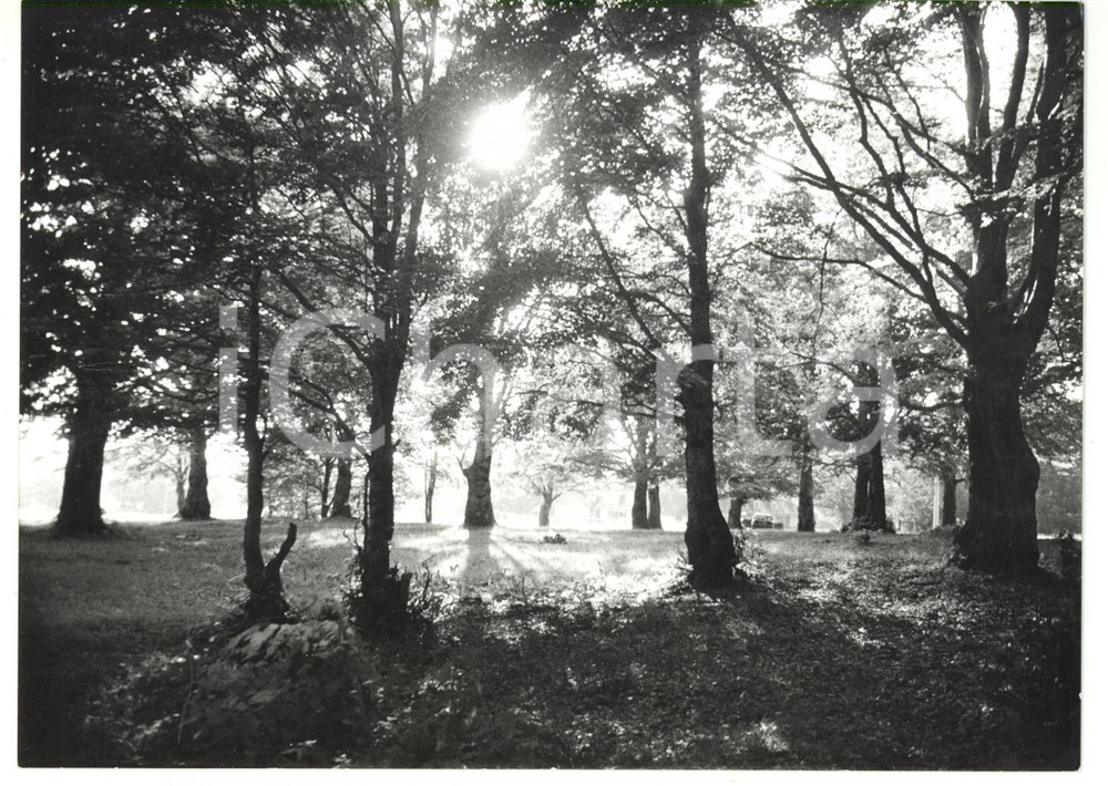 Fotografia d epoca originale 1981 MONTE LIVATA Gioco di luci nel bosco di faggi Foto ARTISTICA 18x13 cm 1