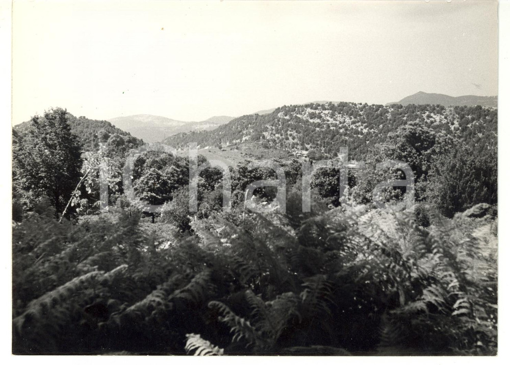 1974 CARPINETO ROMANO Monte Semprevisa - Veduta della boscaglia *Foto 18x13 cm