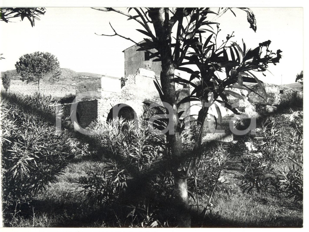 1979 CIVITAVECCHIA (RM) Terme Taurine - Scorcio della biblioteca *Foto 18x13 cm