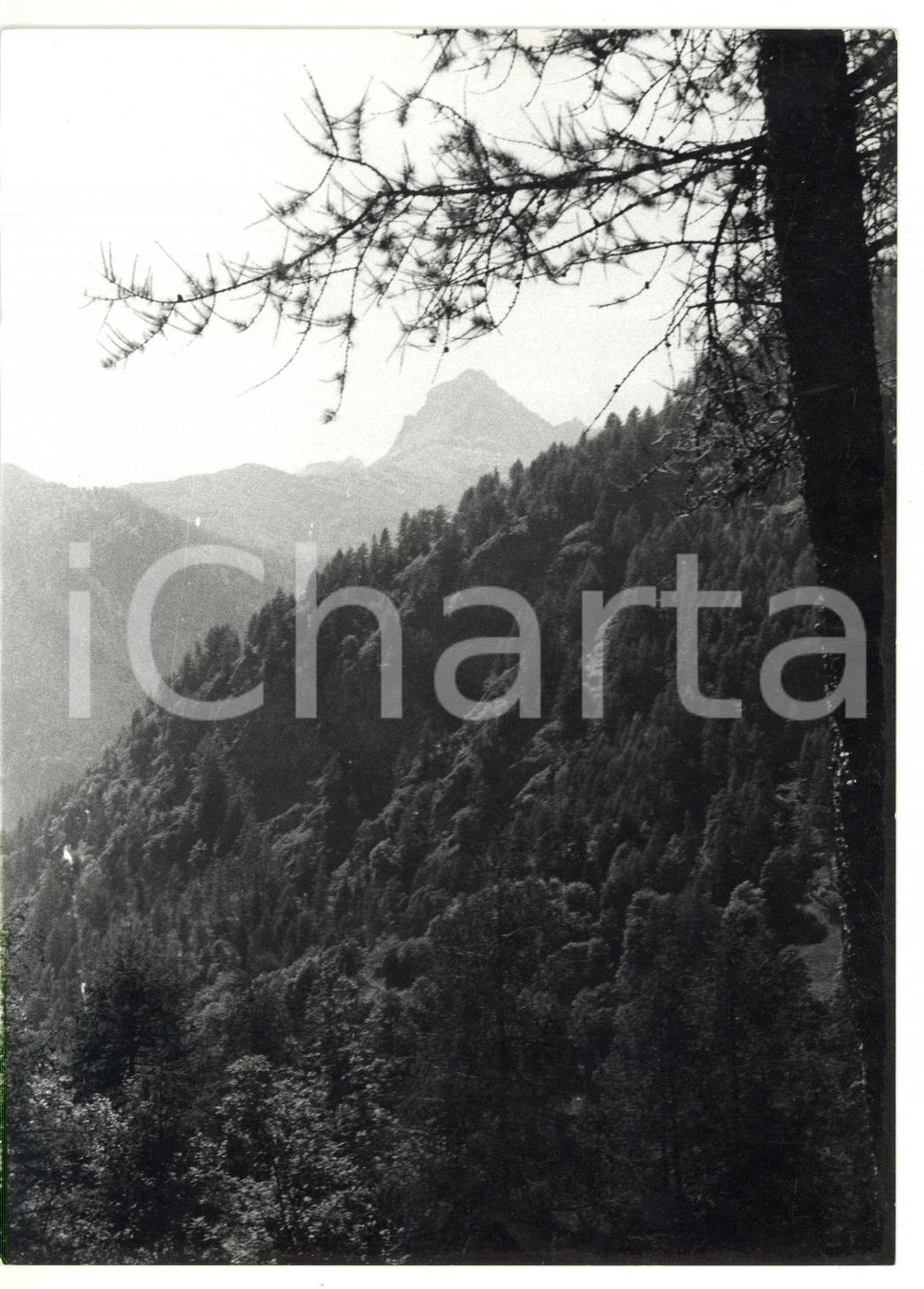 Fotografia d epoca originale 1981 VALLE VARAITA Veduta panoramica con monte PELVO sullo sfondo Foto 13x18 1