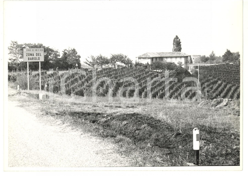 Fotografia d epoca originale 1974 ALBA CN Strade dei vini  Vigneti della zona del Barolo Foto VINTAGE 1