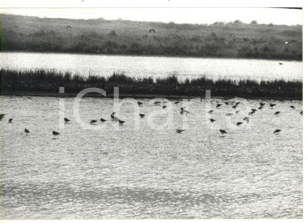 Fotografia d epoca originale 1981 SALINE DI TARQUINIA VT Riserva naturale Fotografia VINTAGE 18x13 cm 1