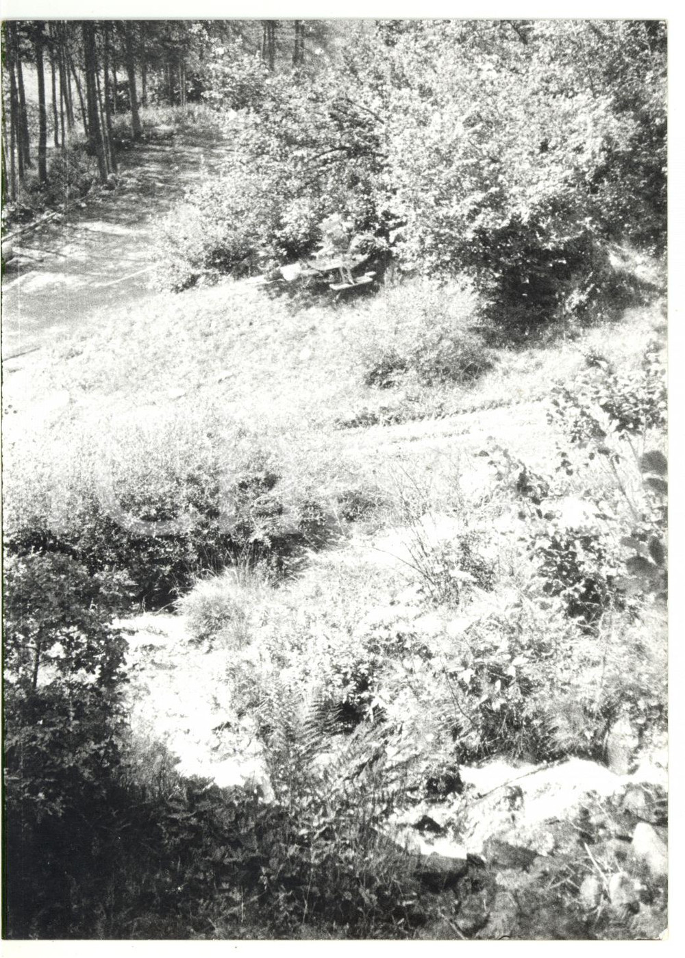 Fotografia d epoca originale 1981 PONTECHIANALE CN Veduta della boscaglia Foto VINTAGE 13x18 cm 1