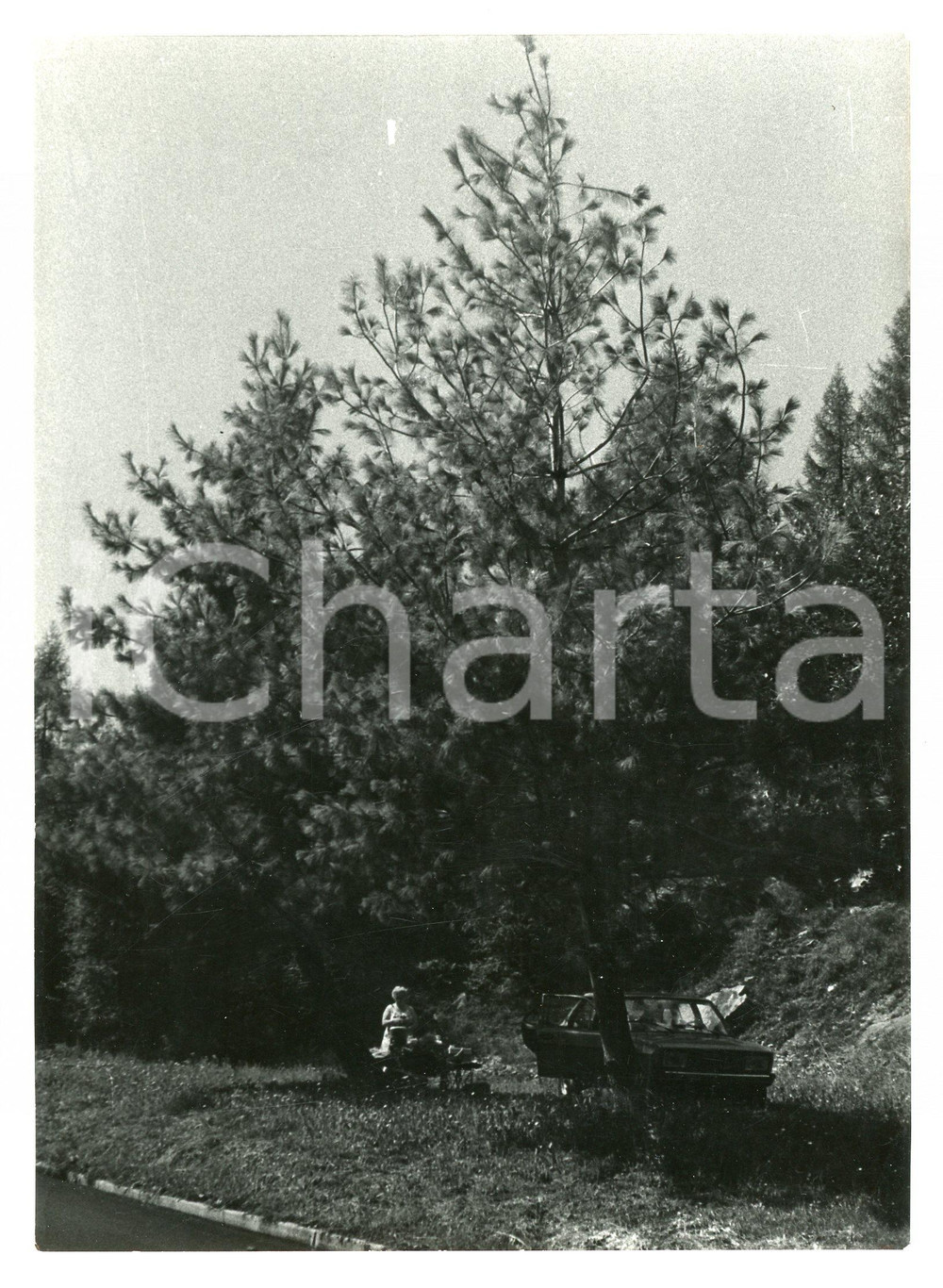 Fotografia d epoca originale 1982 LEVICO  VETRIOLO TERME Picnic alle pendici del Monte Fronte  Foto 13x17 1