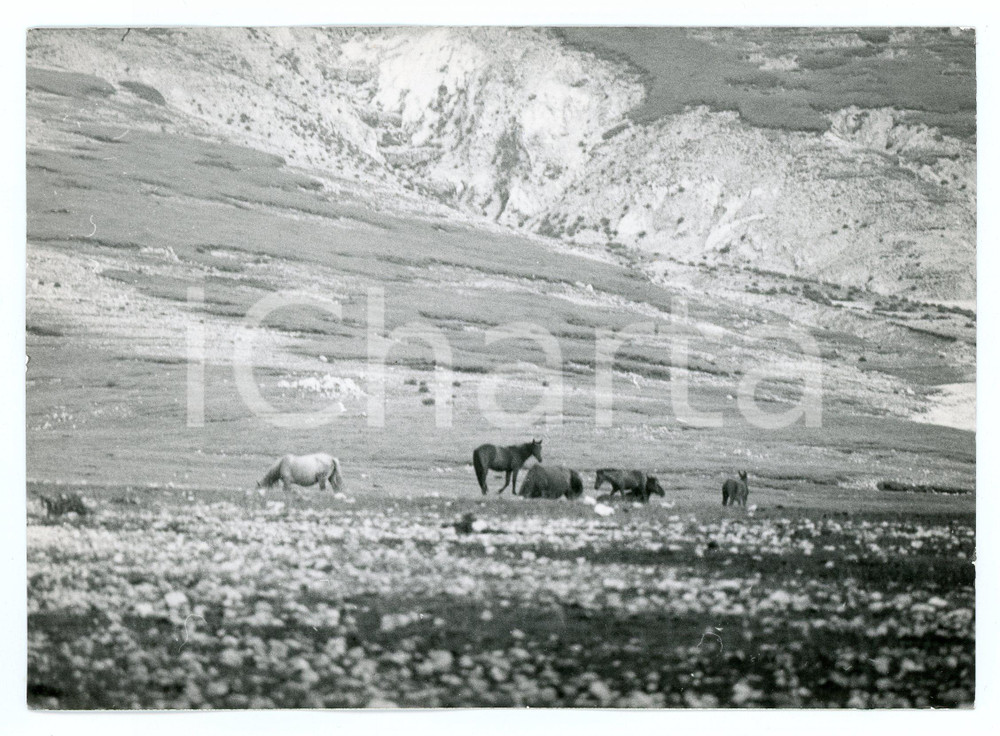 Fotografia d epoca originale 1979 GUARCINO LocalitÃ  CAMPOCATINO Scorcio con cavalli selvaggi  Foto 17x13 cm 1
