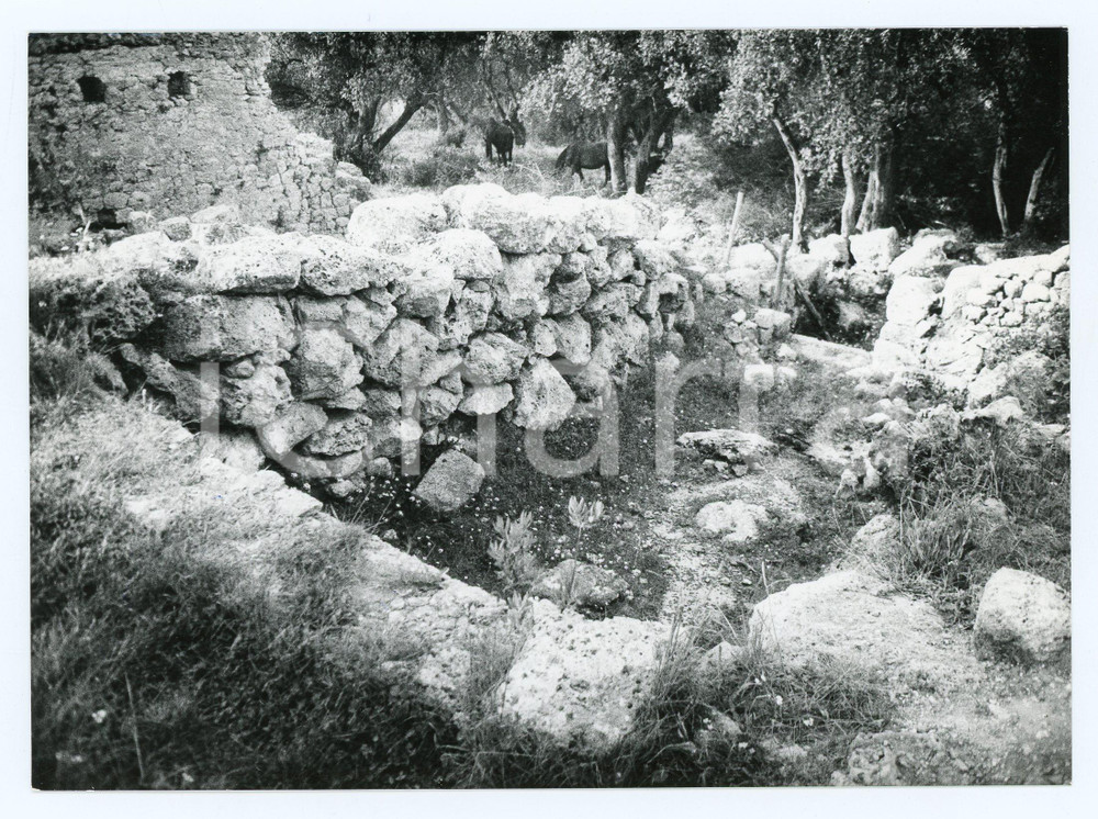 1979 GROSSETO Colonia romana di COSA Ruderi e cavalli - Foto 17x13 cm Fotografia d'epoca con didascalia al verso.  FAIR/discreto Lievi smussature agli angoli Formato: 17x13 cm originale e autentica 1