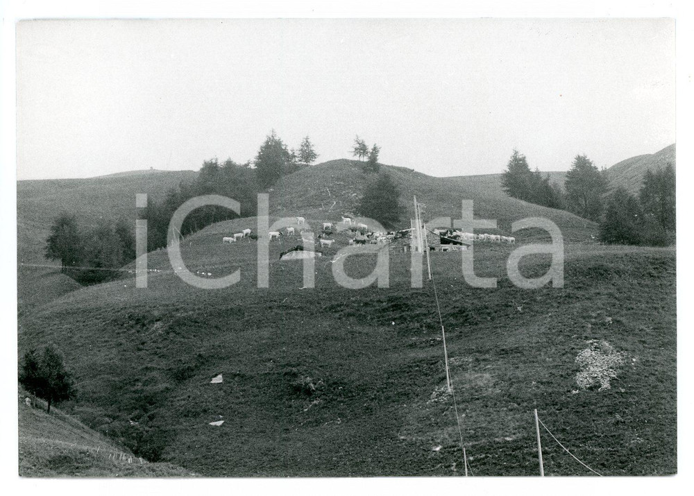 Fotografia d epoca originale 1981 CASTELMAGNO Frazione Chiappi  Mandria di mucche  Foto 17x13 cm 1